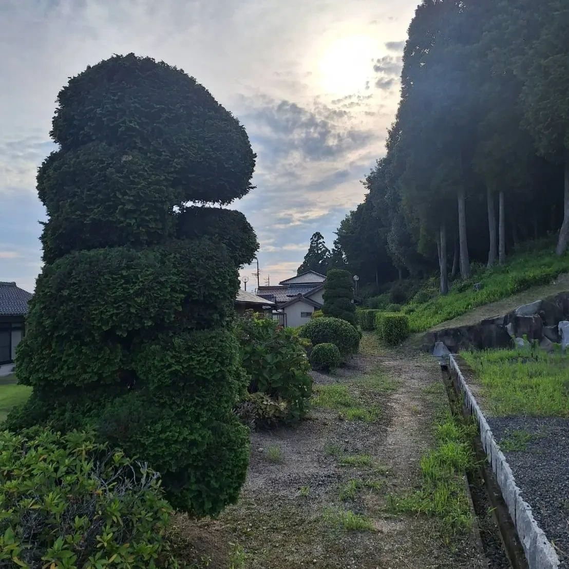 豊田市 剪定